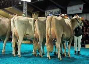 Calcin Calma 3. rang Bruna